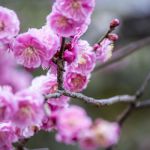 Shōkoku-ji Templeの桜