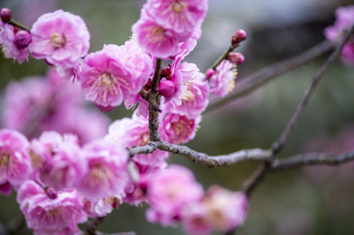 쇼코쿠지の桜