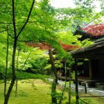 Kōtō-in Templeの桜