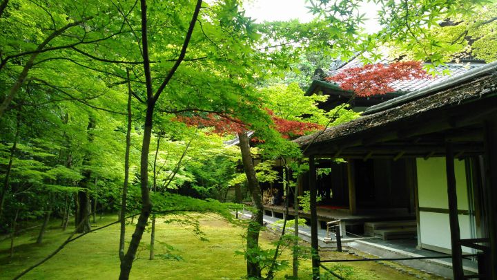 Kōtō-in Templeの桜