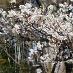 松花堂庭園の桜
