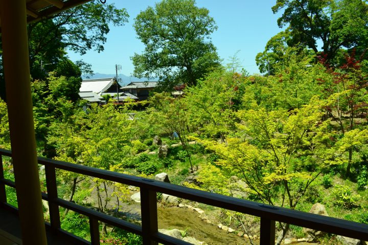 Fushimi Inari Taisha Shrineの桜