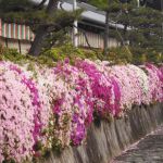Nishi Hongan-ji Templeの桜