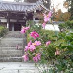 Yoshimine-dera Templeの桜