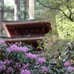 室生寺の桜