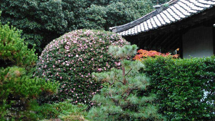 Zuishin-in Templeの桜