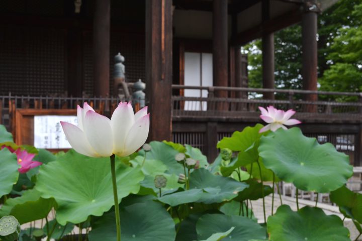 Ryuhon-ji Templeの桜