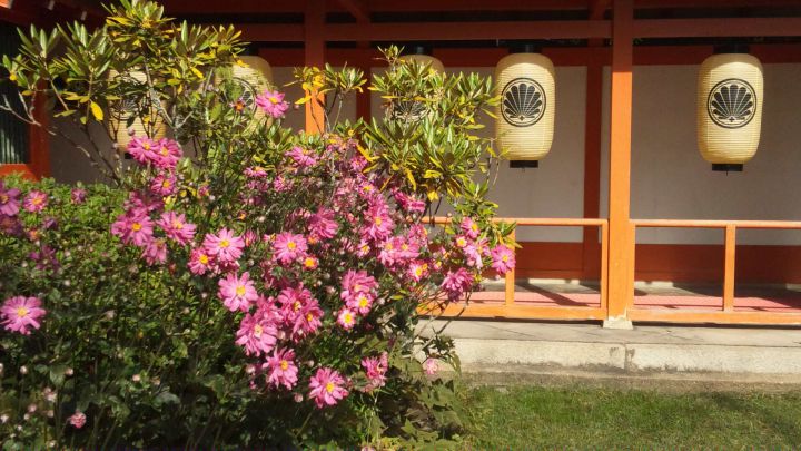 Kurama-dera Templeの桜