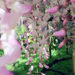 萬葉植物園の桜