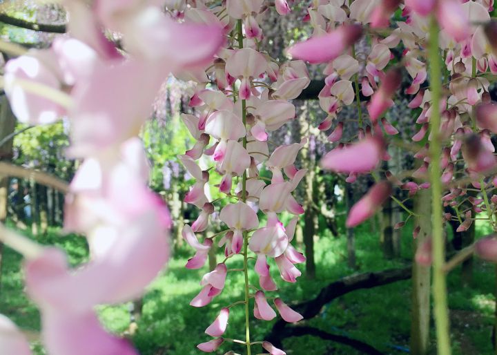 Manyo Botanical Gardenの桜