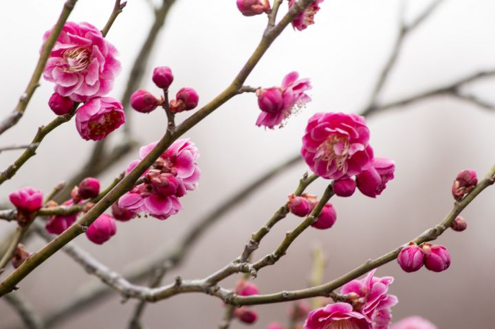 相国寺の桜