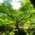 Hosen-in Templeの桜