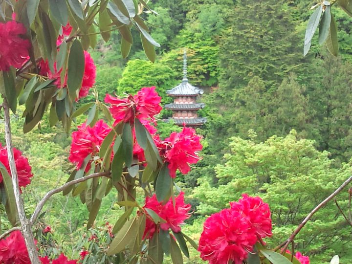 三室戸寺の桜