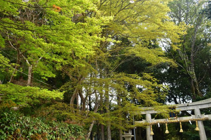 鷺森神社の桜