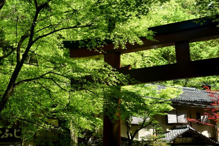 Kifune-jinja Shrineの桜