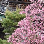 清凉寺の桜