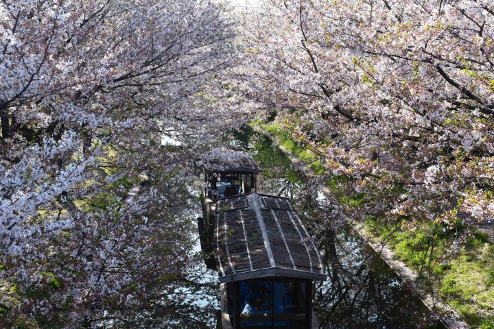 宇治川派流の桜