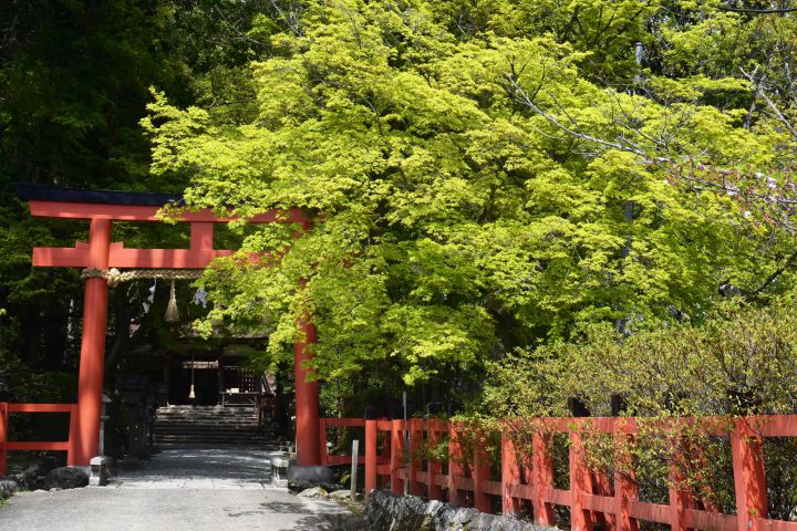 大田神社の桜