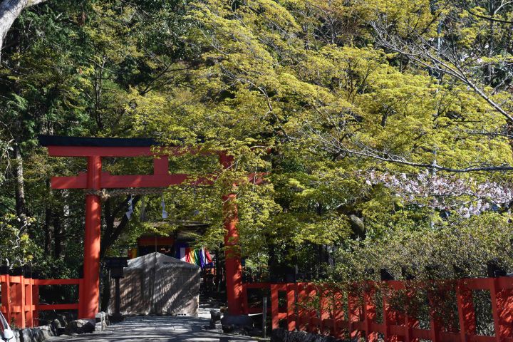 大田神社の桜