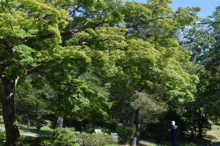 亀山公園の桜