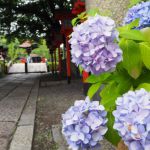 Rokusonno-jinja Shrineの桜