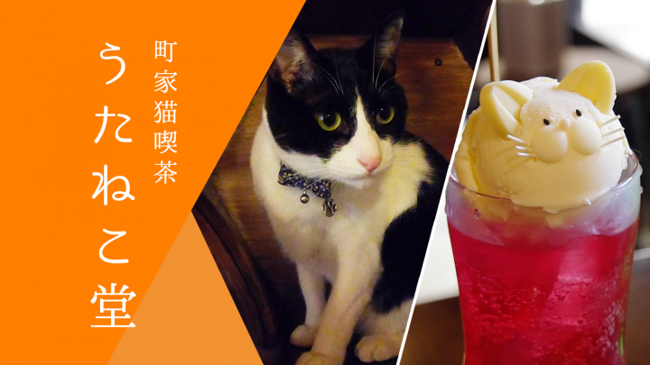 京を感じる猫カフェ「町家猫喫茶うたねこ堂」